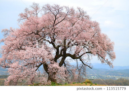Cherry blossoms at Mizuka Cherry blossoms at Mizuka 113515779