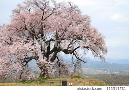 在Mizuka的櫻花 在Mizuka的櫻花 113515781