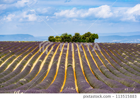 Provence landscape with lavender fields, France 113515883