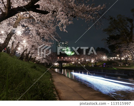 Okazaki Castle and cherry blossoms at night in Aichi Prefecture Okazaki Castle and cherry blossoms at night in Aichi Prefecture 113515997
