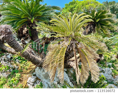 Okinawa palm trees 113516072