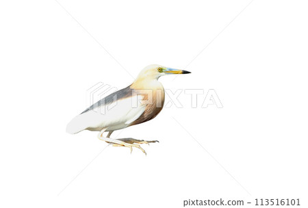 Indian pond heron isolated on white background Indian pond heron isolated on white background 113516101