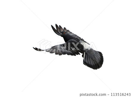 Pigeon flying isolated on white background	 113516243