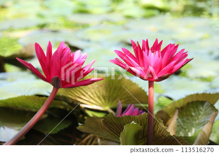 Red water lily with green leaves in background. Red water lily with green leaves in background. 113516270