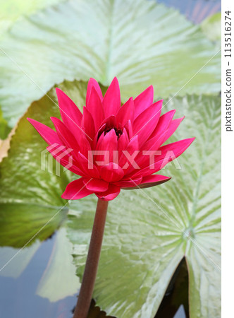 Red Hairy water lily with green leaves in background. Red Hairy water lily with green leaves in background. 113516274