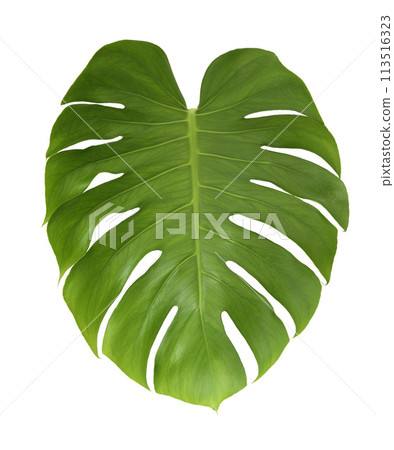 Monstera leaf isolated on white background 113516323