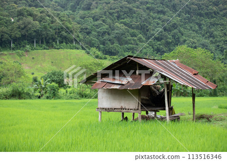 Top view of terrace rice field with old hut at Nan province, Thaoland Top view of terrace rice field with old hut at Nan province, Thaoland 113516346
