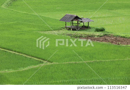 Top view of terrace rice field with old hut at Nan province, Thaoland Top view of terrace rice field with old hut at Nan province, Thaoland 113516347
