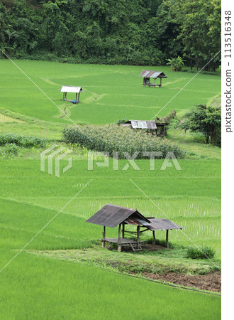 Top view of terrace rice field with old hut at Nan province, Thaoland Top view of terrace rice field with old hut at Nan province, Thaoland 113516348