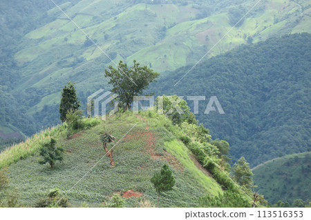Rice terraces and corn field with panorama shot on mountain in Nan Province, northern of Thailand 113516353
