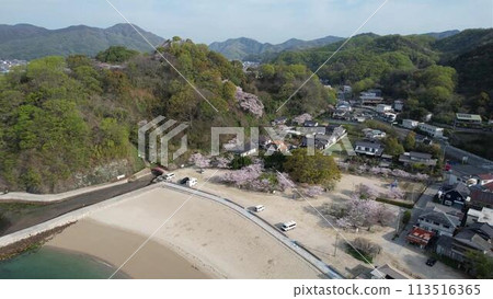 所場海灘的櫻花鳥瞰圖 2 所場海灘的櫻花鳥瞰圖 2 113516365