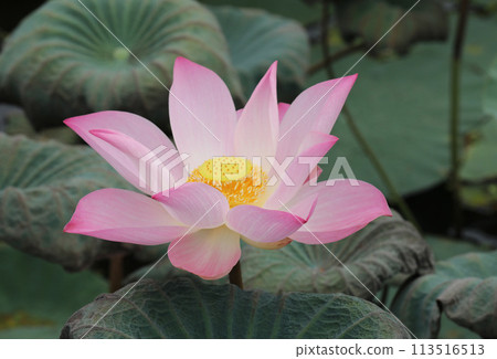 Pink lotus flower blooming with green leaves Pink lotus flower blooming with green leaves 113516513