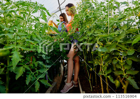 Two young European women care for tomato seedlings in greenhouse, white females about 20 years old water plants in garden using garden watering cans. Two young European women care for tomato seedlings in greenhouse, white females about 20 years old water plants in garden using garden watering cans. 113516904