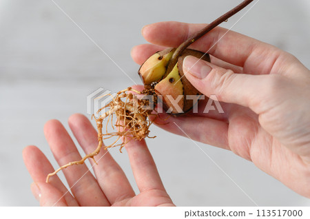 Sprouted avocado seed with a long root in a female hand indoors. Sprouted avocado seed with a long root in a female hand indoors. 113517000