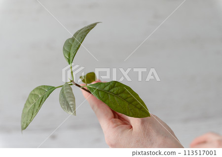 A young sprout of avocado from a seed on a white background. A young sprout of avocado from a seed on a white background. 113517001