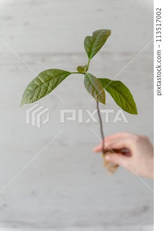A young sprout of avocado from a seed on a white background. A young sprout of avocado from a seed on a white background. 113517002