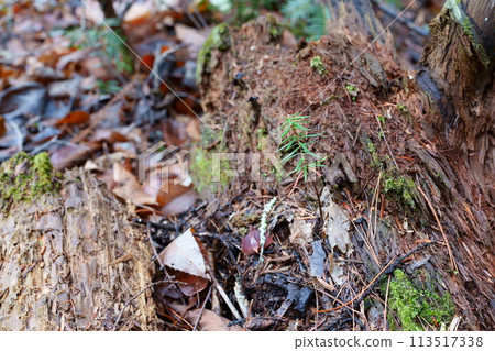 倒下的樹更新 113517338