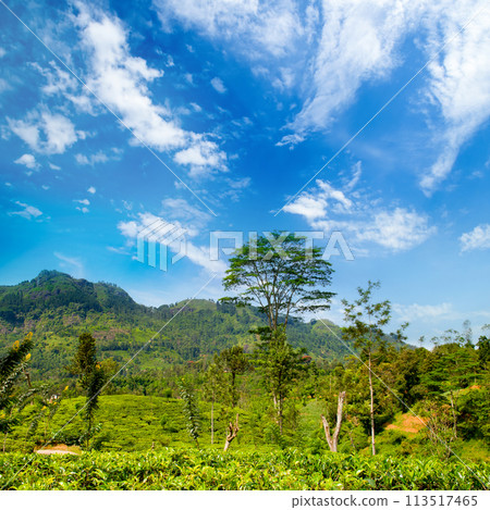 Landscape with green fields of tea. Sri Lanka 113517465