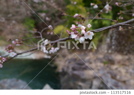 Sakura flower 113517516