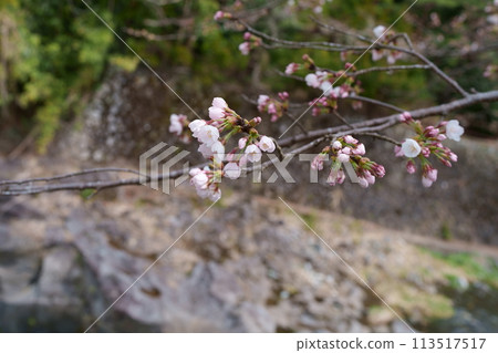 Sakura flower 113517517