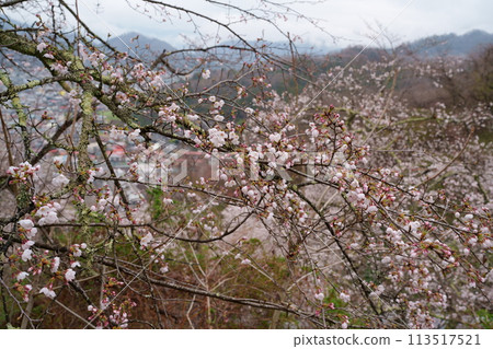 櫻花花 113517521
