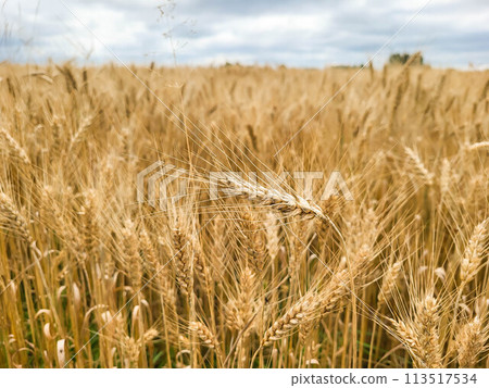 Ears of wheat, ready for harvest, growing in a farmer's field Ears of wheat, ready for harvest, growing in a farmer's field 113517534