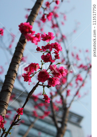 Cherry blossoms  113517750