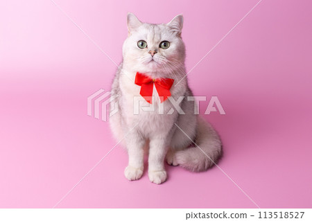 Charming British white cat, with a red bow on her chest, sitting on a pink background. Charming British white cat, with a red bow on her chest, sitting on a pink background. 113518527