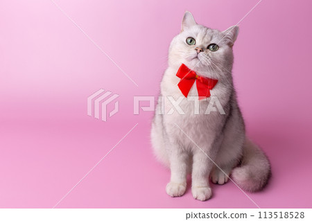 Funny British white cat, with a red bow on her chest, sitting on a pink background,look at camera Funny British white cat, with a red bow on her chest, sitting on a pink background,look at camera 113518528