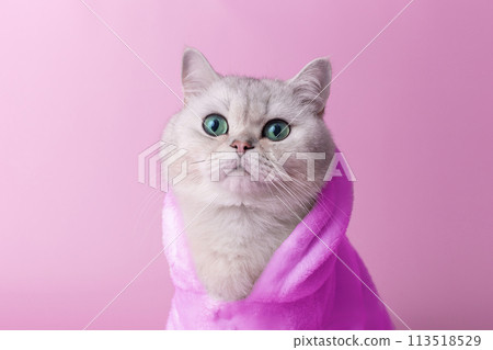 Charming white cat is sitting in a magenta bathrobe, on a pink background Charming white cat is sitting in a magenta bathrobe, on a pink background 113518529