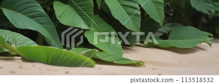 Close-up of vibrant large green tropical leaves against sandy beige 113518532