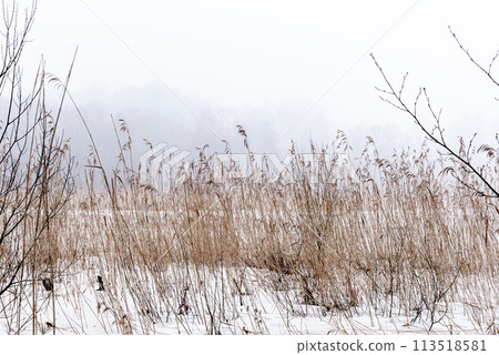 Frozen lake in winter and a lot of sedge plant 113518581