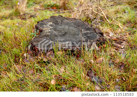 black tree stump, cut down large tree in the forest 113518583