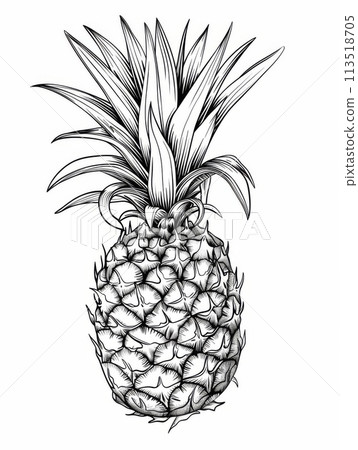 Monochrome illustration of a pineapple isolated on a white background Monochrome illustration of a pineapple isolated on a white background 113518705