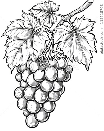 Detailed black and white line drawing of a bunch of grapes with leaves. Detailed black and white line drawing of a bunch of grapes with leaves. 113518708
