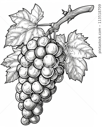 Detailed black and white line drawing of a bunch of grapes with leaves. 113518709