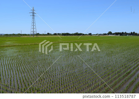Rural scenery Shonai, Yamagata Prefecture, one of Japan's leading rice fields Rural scenery Shonai, Yamagata Prefecture, one of Japan's leading rice fields 113518787