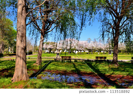 埼玉縣營美里公園的櫻花景色 113518892