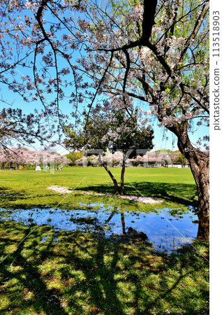 Cherry blossoms at Saitama Prefectural Misato Park 113518903