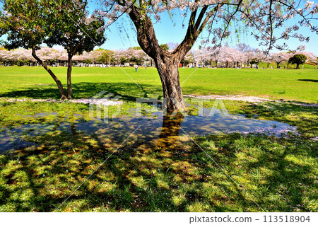 Cherry blossoms at Saitama Prefectural Misato Park 113518904