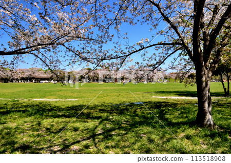 埼玉縣營美里公園的櫻花景色 113518908