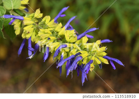 Salvia limelight, native to Mexico, has beautiful pale green sepals and blue-purple flowers. Salvia limelight, native to Mexico, has beautiful pale green sepals and blue-purple flowers. 113518910