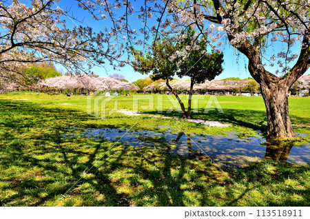 Cherry blossoms at Saitama Prefectural Misato Park Cherry blossoms at Saitama Prefectural Misato Park 113518911