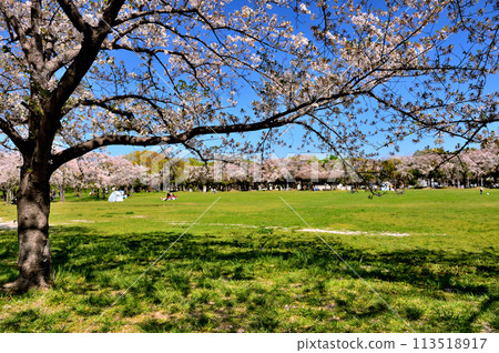 Cherry blossoms at Saitama Prefectural Misato Park 113518917