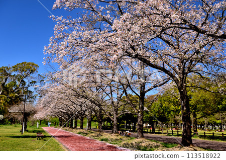 Cherry blossoms at Saitama Prefectural Misato Park 113518922
