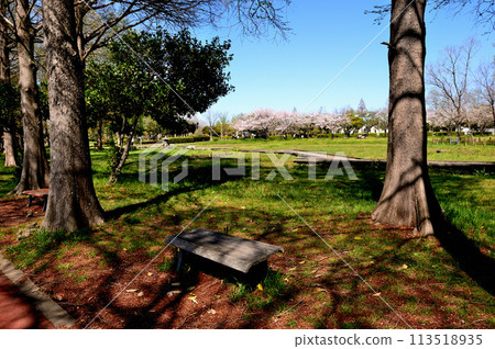 Cherry blossoms at Saitama Prefectural Misato Park Cherry blossoms at Saitama Prefectural Misato Park 113518935
