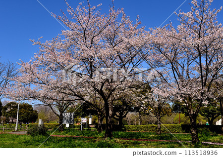 Cherry blossoms at Saitama Prefectural Misato Park Cherry blossoms at Saitama Prefectural Misato Park 113518936
