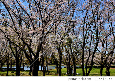 Cherry blossoms at Saitama Prefectural Misato Park Cherry blossoms at Saitama Prefectural Misato Park 113518937