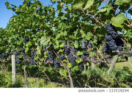 Hokkaido vineyards Hokkaido vineyards 113519294