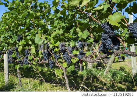 Hokkaido vineyards 113519295